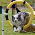 Agility